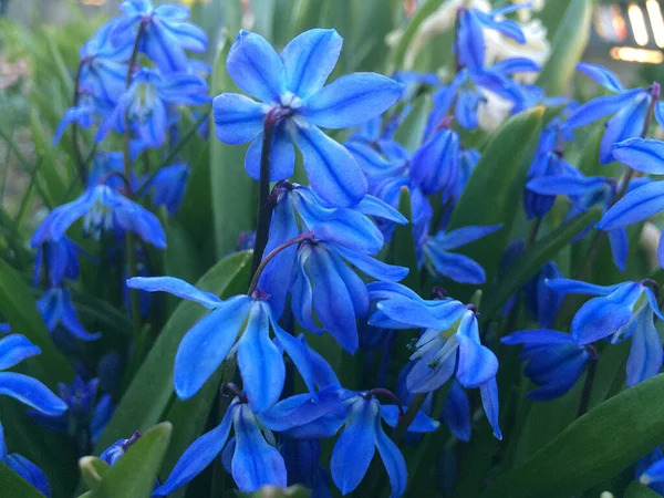 Scylla Bleu Fleurit Dans Jardin Les Premières Fleurs Printemps — Photo