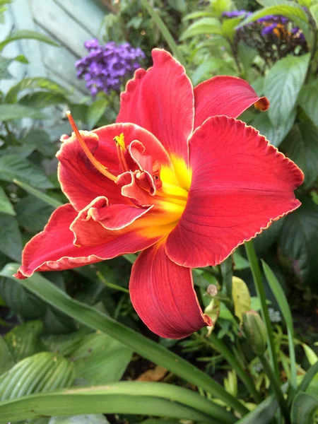 Fleurs Lis Rose Dans Jardin — Photo