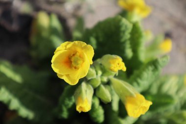 Bahçedeki sarı çiçekleri.