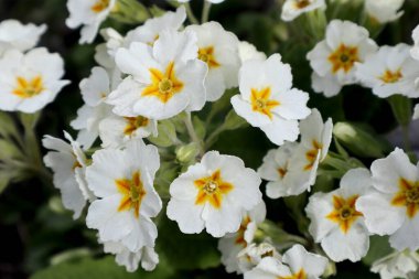 Bahçedeki beyaz çiçekleri.