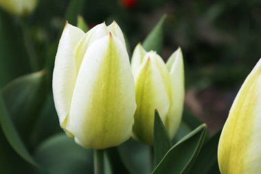 Bahçede beyaz ve sarı lale çiçeği