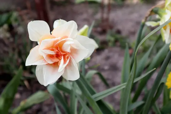 Naranja Flor Narciso Jardín — Foto de Stock