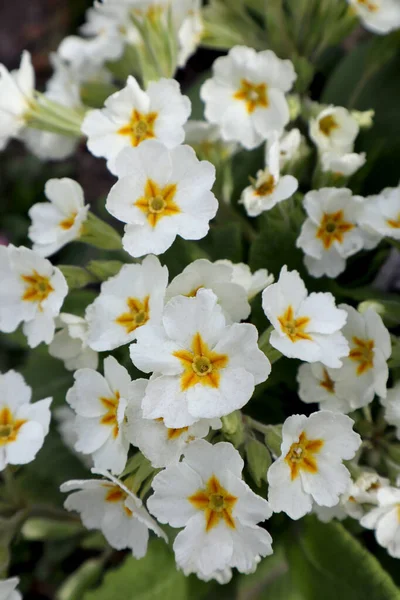 Fiori Primula Bianca Giardino — Foto Stock