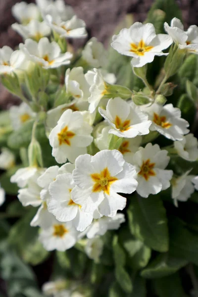 Białe Kwiaty Pierwiosnka Ogrodzie — Zdjęcie stockowe