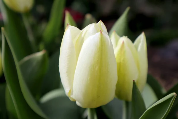 Fleur Tulipe Blanche Jaune Dans Jardin — Photo