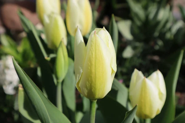 Fleur Tulipe Blanche Jaune Dans Jardin — Photo