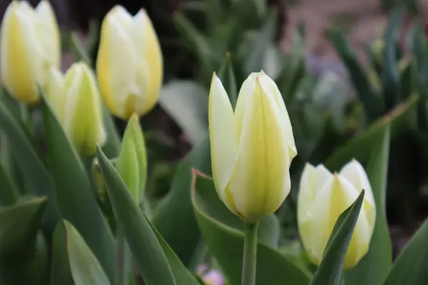 Weiße Und Gelbe Tulpenblume Garten — Stockfoto