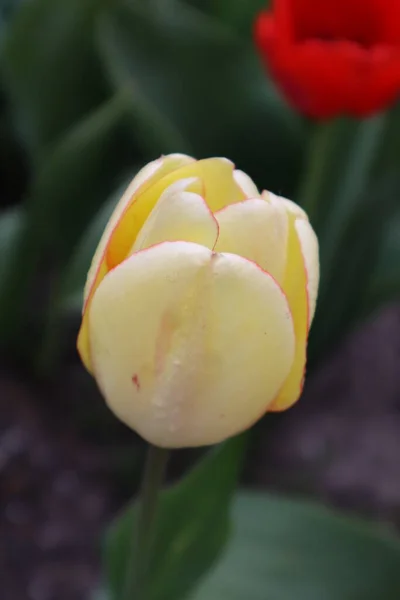 Fleurs Tulipes Rouges Jaunes Dans Jardin — Photo