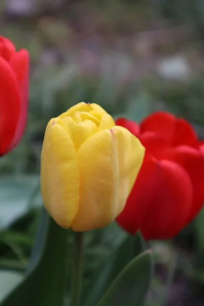 Flores Tulipas Vermelhas Amarelas Jardim — Fotografia de Stock