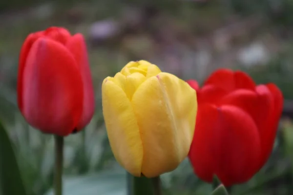 Kwiaty Czerwonych Żółtych Tulipanów Ogrodzie — Zdjęcie stockowe