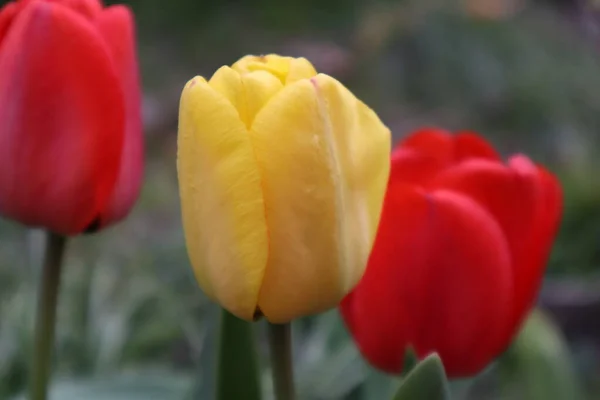 Blumen Von Roten Und Gelben Tulpen Garten — Stockfoto