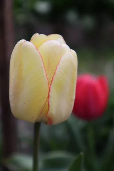 Цветы Красных Желтых Тюльпанов Саду — стоковое фото