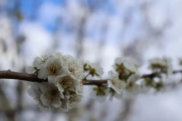 Kvetoucí Švestka Zahradě Jarní Přírodní Pozadí — Stock fotografie