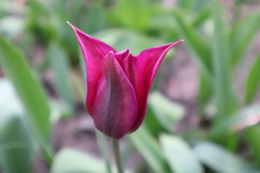 Bahçede kestane rengi laleler