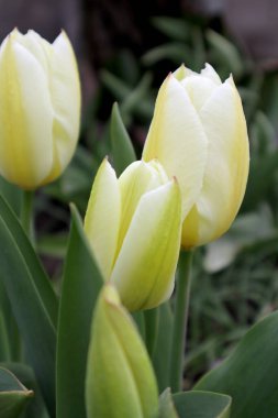 Bahçede beyaz lale çiçeği.