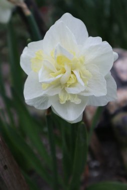 Bahçedeki nergis çiçeği.