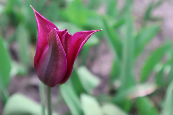 Сиреневые Тюльпаны Саду — стоковое фото