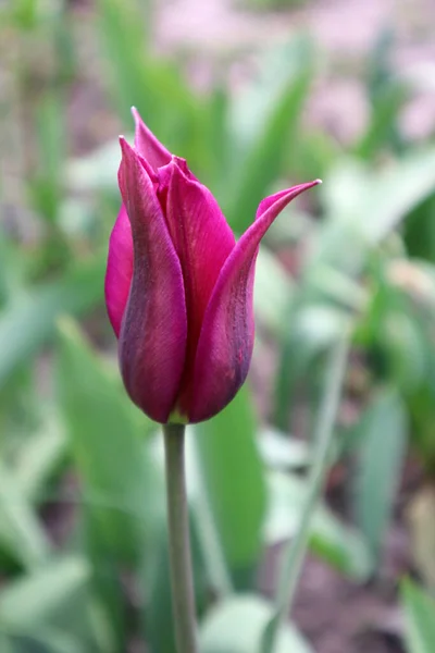 Maroon Lilac Colored Tulips Garden — Stock Photo, Image