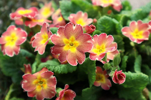 Рожеві Квіти Первоцвітів Саду — стокове фото