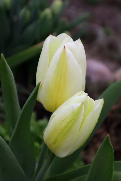 Fleur Tulipe Blanche Dans Jardin — Photo