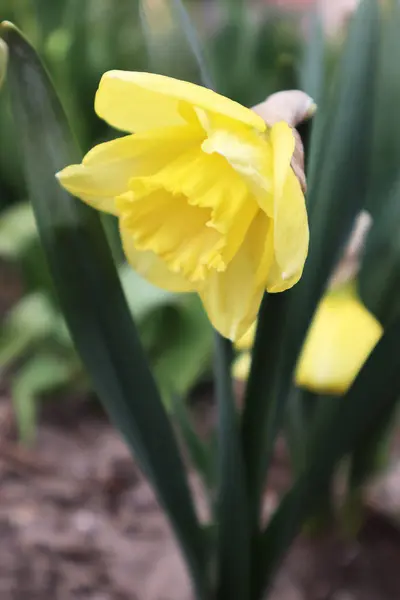 Narcisový Květ Zahradě — Stock fotografie