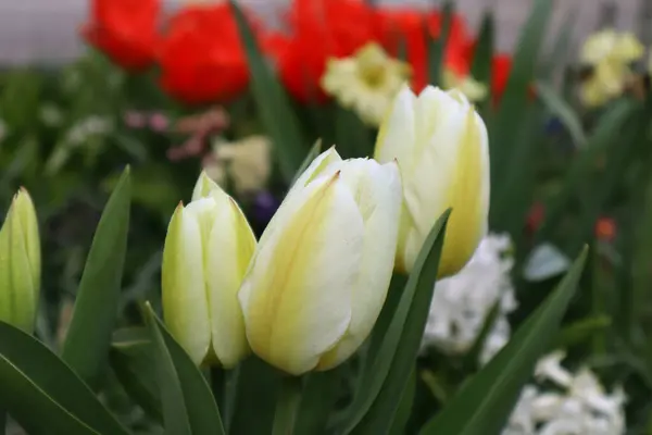 Weiße Tulpenblume Garten — Stockfoto