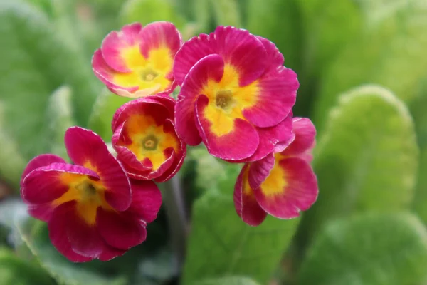 Pink Primrose Flowers Garden — Stock Photo, Image