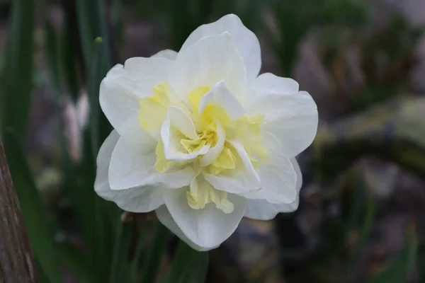 Flor Narciso Jardín — Foto de Stock