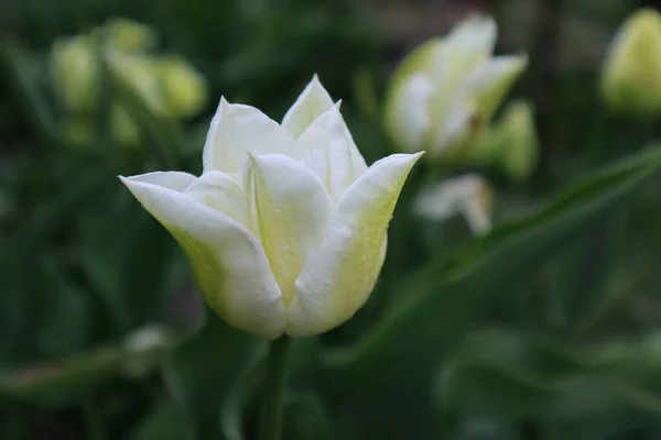 Bahçede Beyaz Lale Çiçeği — Stok fotoğraf