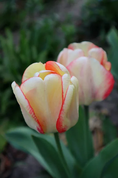 Witte Tulp Bloem Tuin — Stockfoto