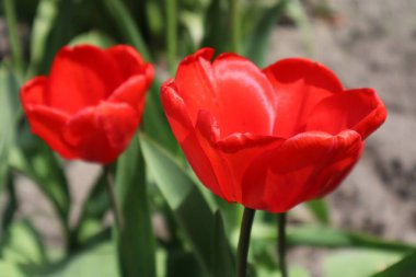 Bahçede kırmızı lale çiçekleri. Bahar çiçekleri.