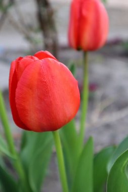 Bahçede kırmızı lale çiçekleri. Bahar çiçekleri.