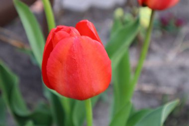 Bahçede kırmızı lale çiçekleri. Bahar çiçekleri.