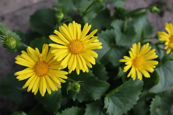 Flores Margarida Amarelas Jardim — Fotografia de Stock