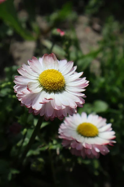 Daisy Flowers Garden — Stock Photo, Image