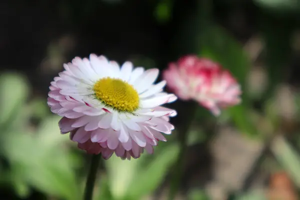 Daisy Flowers Garden — Stock Photo, Image