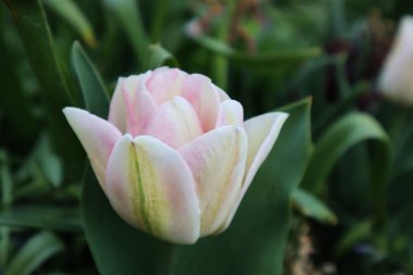 Bahçede beyaz lale çiçeği.