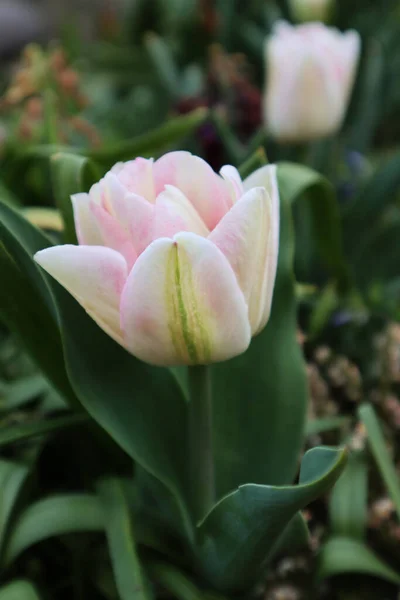 White Tulip Flower Garden — Stock Photo, Image