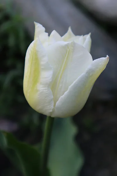 White Tulip Flower Garden — Stock Photo, Image