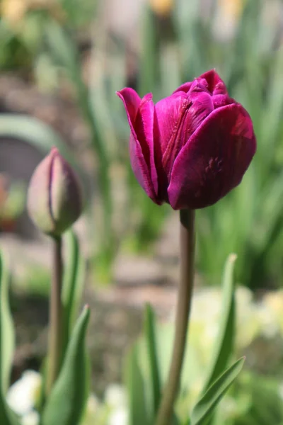 Lila Frottee Tulpe Garten — Stockfoto