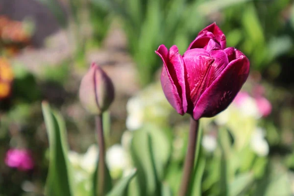 Lila Frottír Tulipán Kertben — Stock Fotó