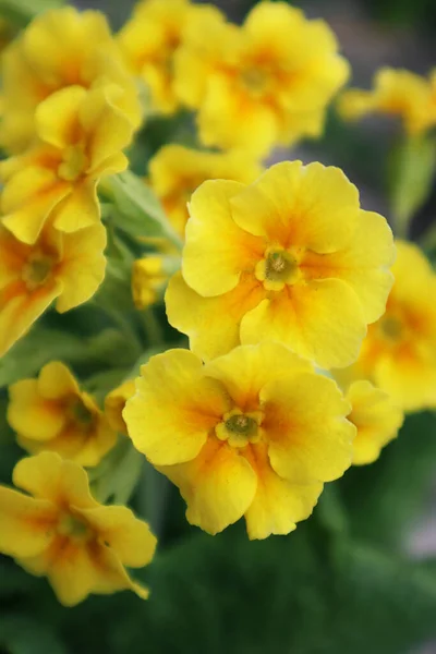 庭の黄色いバラの花 — ストック写真