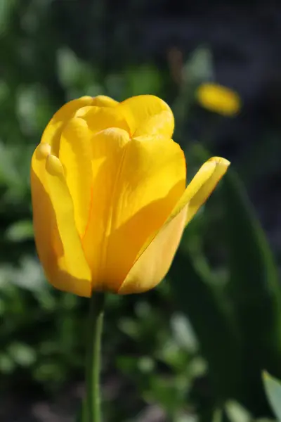 Fleur Tulipe Jaune Dans Jardin — Photo