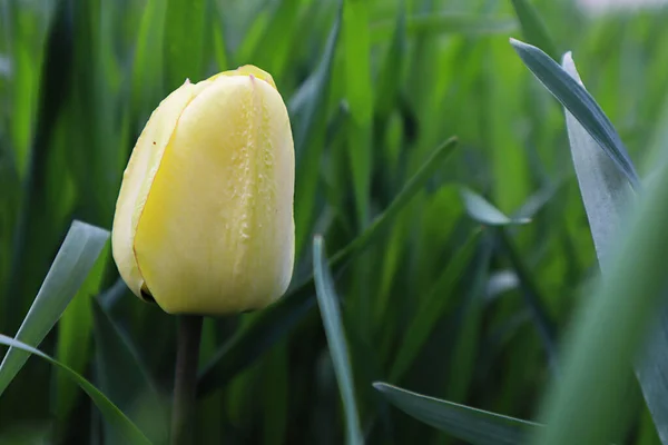 Flor Tulipa Amarela Jardim — Fotografia de Stock