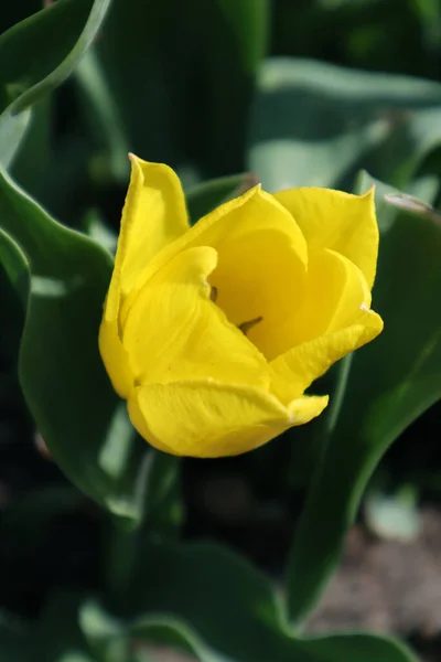 Fleur Tulipe Jaune Dans Jardin — Photo