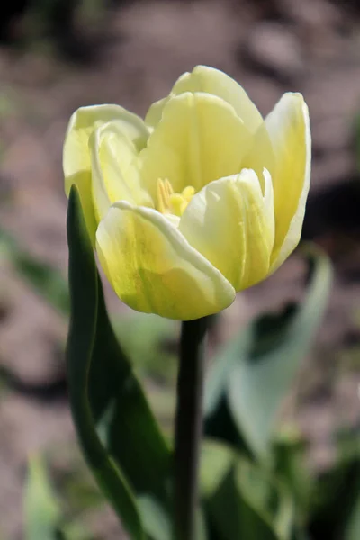 Κίτρινο Λουλούδι Τουλίπας Στον Κήπο — Φωτογραφία Αρχείου