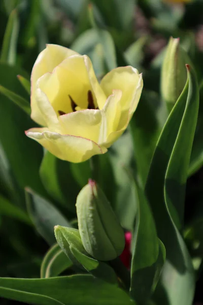 Fleur Tulipe Jaune Dans Jardin — Photo