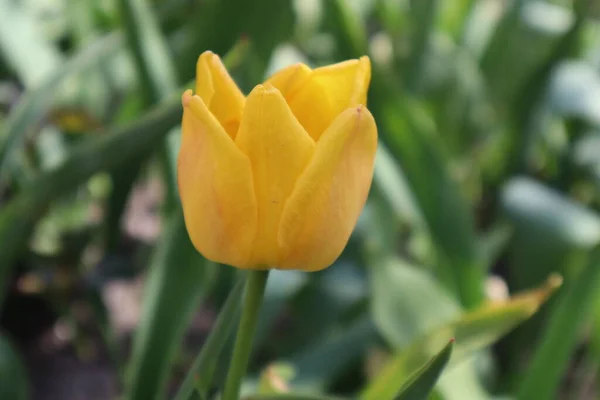 Желтый Цветок Тюльпана Саду — стоковое фото