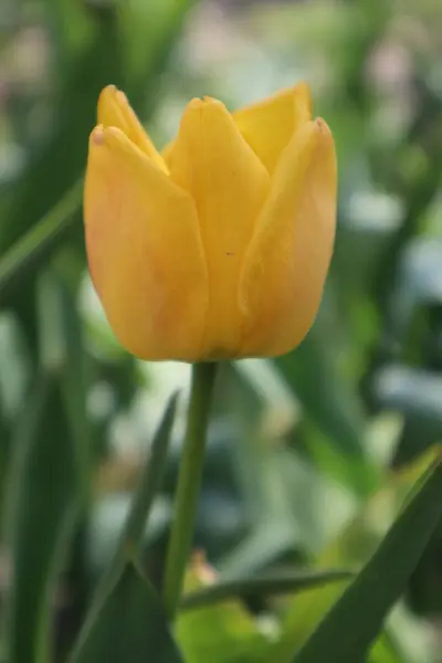 Fleur Tulipe Jaune Dans Jardin — Photo
