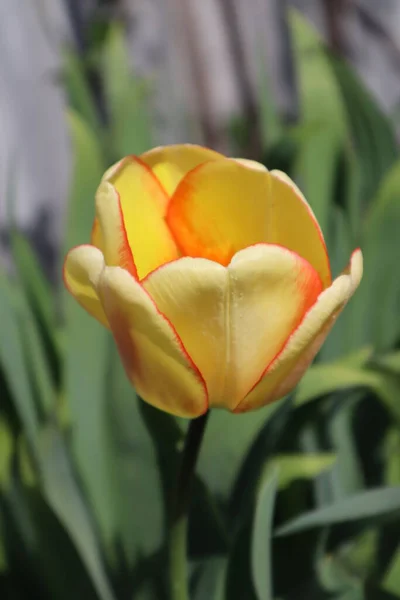 Fleur Tulipe Jaune Dans Jardin — Photo